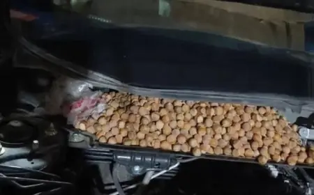 صيني يكتشف سياراته تحولت إلى مخزن للبندق بسبب عفن القوارض