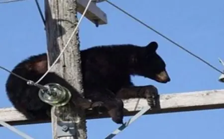 دب يتسلق عمود كهرباء وعامل شجاع ينقذه من خطر الصعق الكهربائي