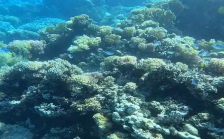 الزمالك يعود للتدريبات بحماس قبل مواجهة كهرباء الإسماعيلية في الكأس ويصعد 8 لاعبين شباب