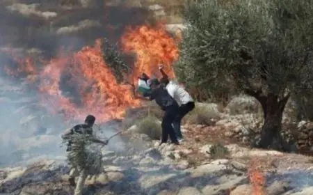 مستوطنون يعمدون لإحراق الأراضي الزراعية في شمال رام الله