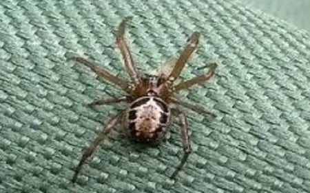 أخطر عنكبوت في بريطانيا يسبب لدغته آثارًا دائمة على الجسم