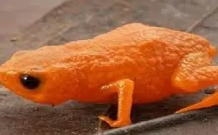 اكتشاف ضفدع فريد يشبه قرع العسل في غابة نادرة