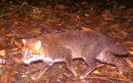 اكتشاف نادر لقطط ذات رؤوس مسطحة في تايلاند لأول مرة منذ عقود