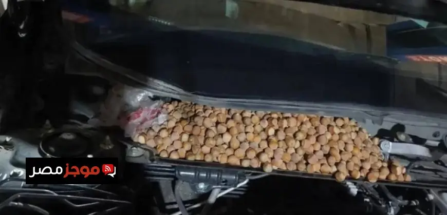 صيني يكتشف سياراته تحولت إلى مخزن للبندق بسبب عفن القوارض