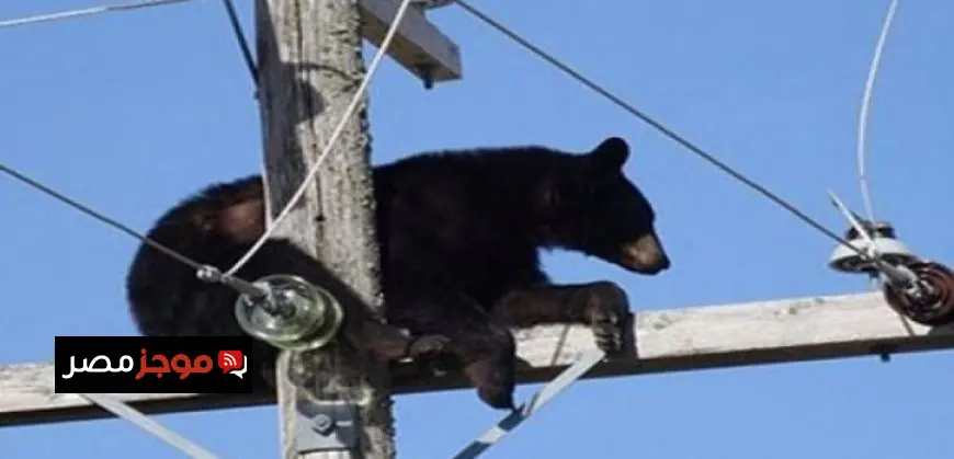 دب يتسلق عمود كهرباء وعامل شجاع ينقذه من خطر الصعق الكهربائي