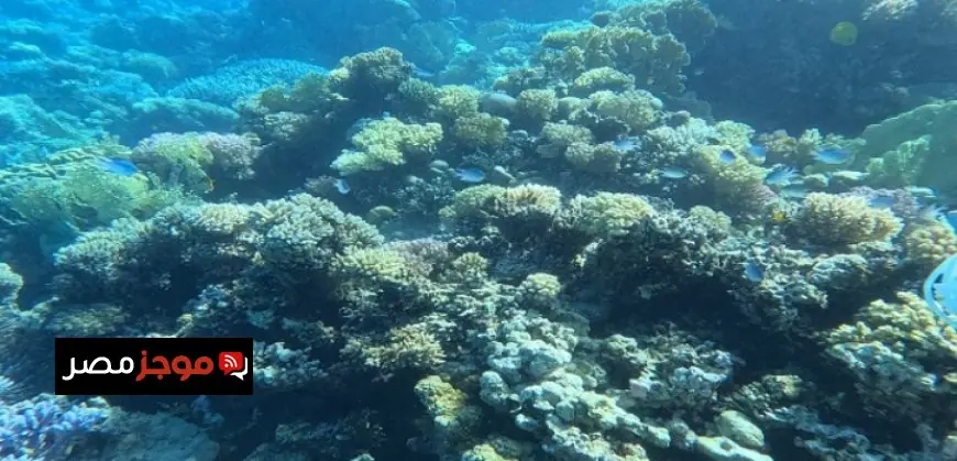 البيئة تعلن قرار الحكومة بتحويل الحيد المرجاني العظيم في البحر الأحمر إلى منطقة محمية طبيعية بحرية