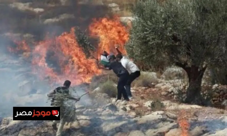 مستوطنون يعمدون لإحراق الأراضي الزراعية في شمال رام الله