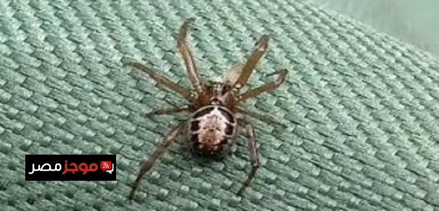 أخطر عنكبوت في بريطانيا يسبب لدغته آثارًا دائمة على الجسم
