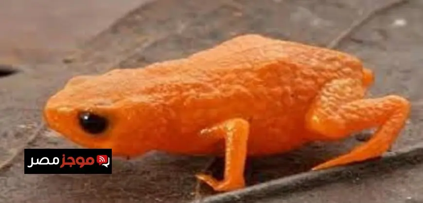 اكتشاف ضفدع فريد يشبه قرع العسل في غابة نادرة