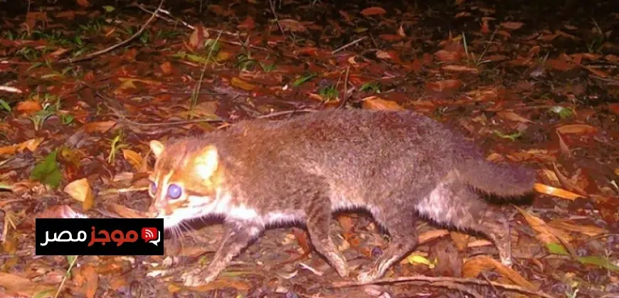 اكتشاف نادر لقطط ذات رؤوس مسطحة في تايلاند لأول مرة منذ عقود