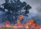 إجلاء مئات السكان في أستراليا نتيجة حرائق الغابات المدمرة في الجنوب والشرق