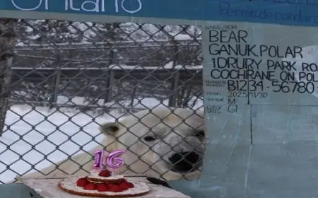 استمتاع في كندا احتفالًا بعيد ميلاد دب قطبي مع سيارة ورخصة وتورتة