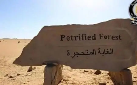 إعلامي مجلس الوزراء يوضح نفي البيئة لتعديات على أشجار محمية الغابة المتحجرة في منطقة التجمع