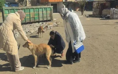 تحصين 1135 كلبا حرا وتعقيم 133 آخرين في الخدمات البيطرية بالأسبوع الأول من يناير