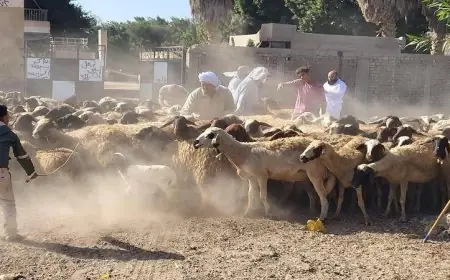 تحصين 1.2 مليون رأس من الماشية ضد الحمى القلاعية في إنجازات وزارة الزراعة حتى الآن