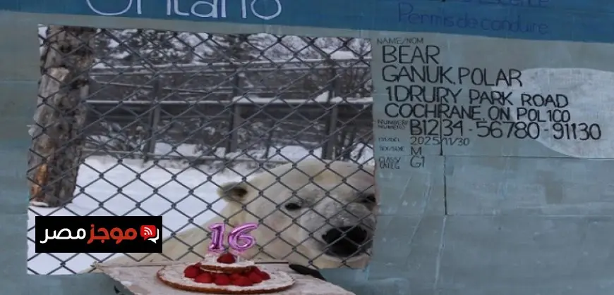 استمتاع في كندا احتفالًا بعيد ميلاد دب قطبي مع سيارة ورخصة وتورتة