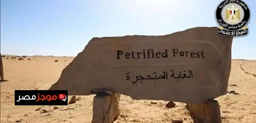 إعلامي مجلس الوزراء يوضح نفي البيئة لتعديات على أشجار محمية الغابة المتحجرة في منطقة التجمع