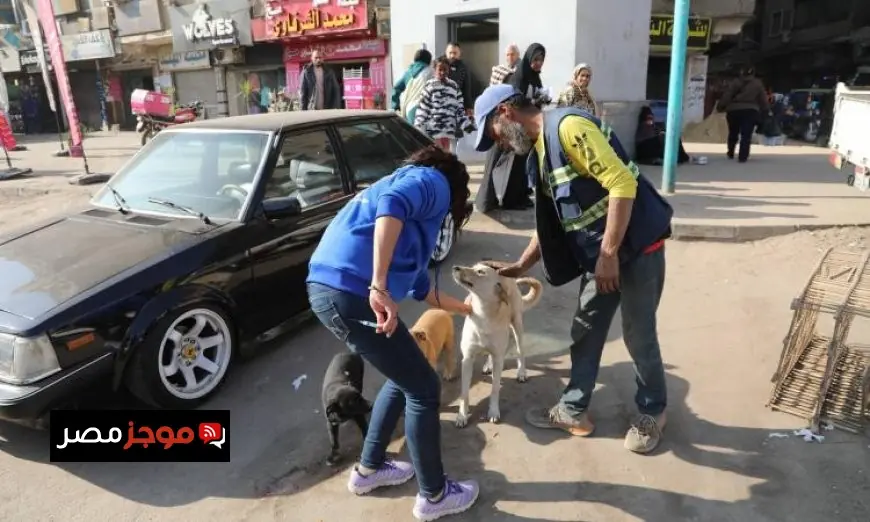 صور انطلاق المرحلة الميدانية لتعقيم وتحصين الكلاب الضالة في منطقة عين شمس