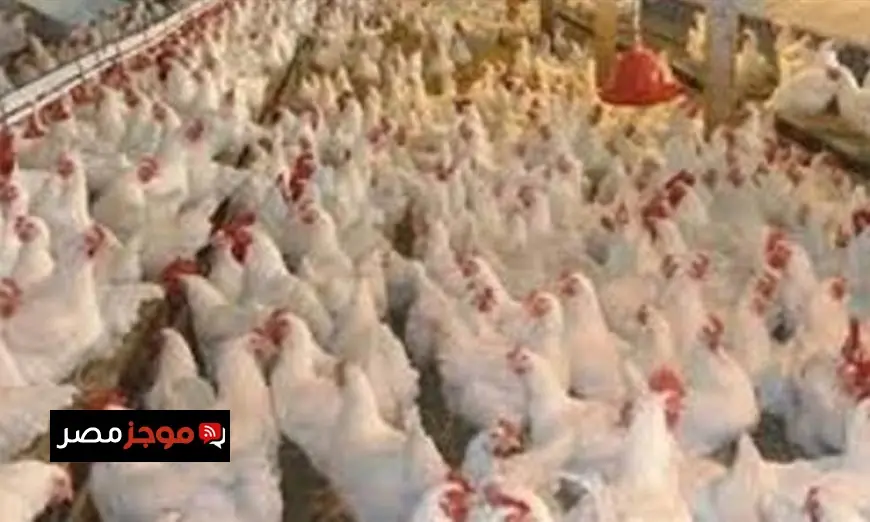 المركز الإعلامي لمجلس الوزراء يؤكد عدم ظهور إنفلونزا الطيور في أي مزارع