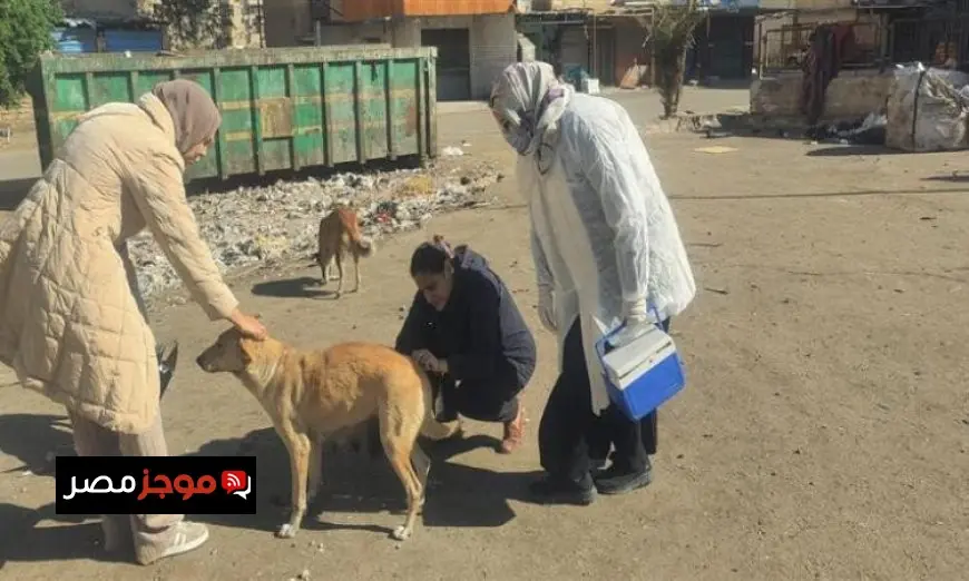 تحصين 1135 كلبا حرا وتعقيم 133 آخرين في الخدمات البيطرية بالأسبوع الأول من يناير