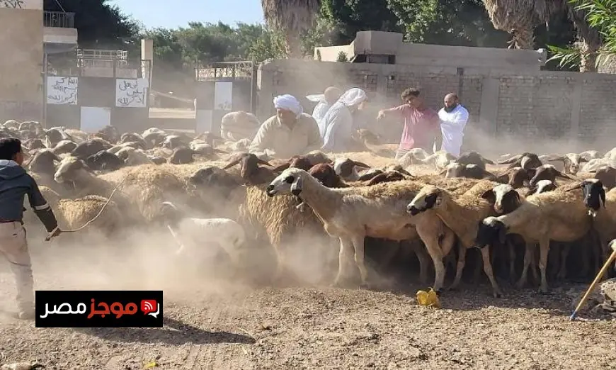 تحصين 1.2 مليون رأس من الماشية ضد الحمى القلاعية في إنجازات وزارة الزراعة حتى الآن