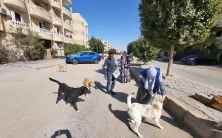 تحصين أكثر من 8250 كلب حر وتعقيم 1122 آخرين في حملة الزراعة منذ يناير