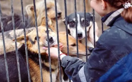 ملجأ حيوانات في هاواي يستضيف رحلات ميدانية مع كلاب بلا مأوى لتعزيز المشاركة المجتمعية