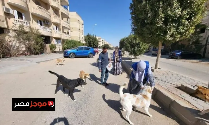 تحصين أكثر من 8250 كلب حر وتعقيم 1122 آخرين في حملة الزراعة منذ يناير
