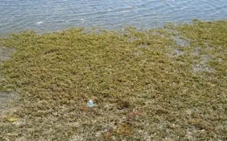 مبادرة جديدة من وزارة الرى لإعادة تدوير ورد النيل وتحويله إلى منتجات يدوية مميزة