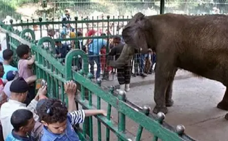67 ألف زائر يتمتعون بحدائق الحيوان وحدائق الأسماك خلال عيد الفطر المبارك