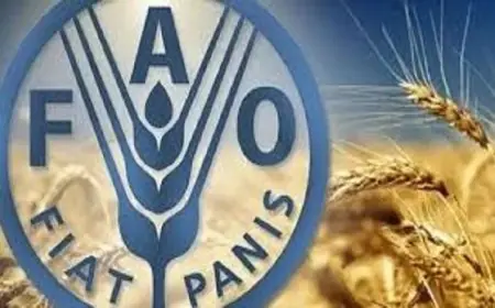 تقرير الفاو يكشف تداعيات صراع الشرق الأوسط على الأمن الغذائي بحسب معلومات الوزراء