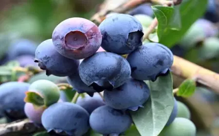 فوائد التوت الأزرق اليومية لصحة القلب وتعزيز الهضم