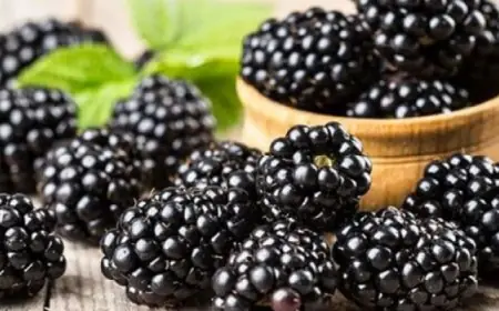 التوت الأسود يكتسب شهرة كعلاج طبيعي فعال لمكافحة السمنة والسكري