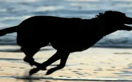 دراسة جديدة تكشف عن أقدم كلب معروف يعود تاريخه إلى 15800 عام