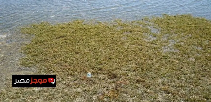 مبادرة جديدة من وزارة الرى لإعادة تدوير ورد النيل وتحويله إلى منتجات يدوية مميزة