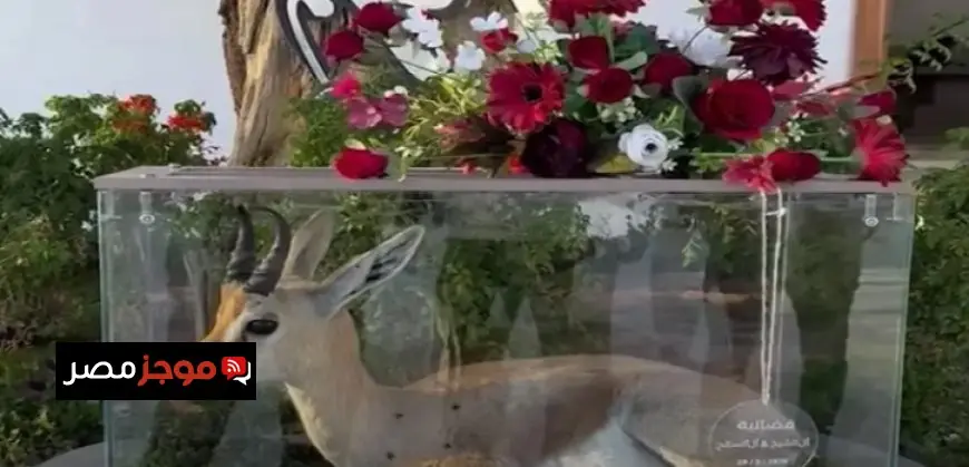 هدية استثنائية في حفل زفاف غزال مهدد بالانقراض يعكس روعة الطبيعة