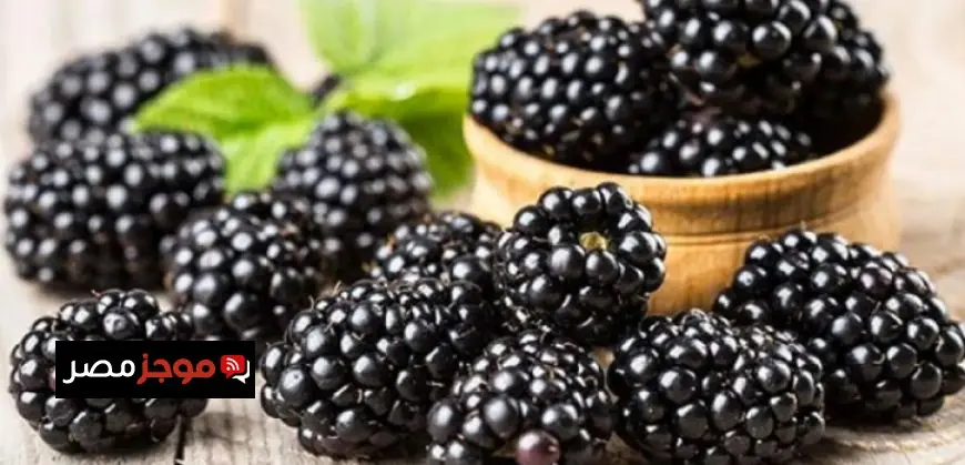 التوت الأسود يكتسب شهرة كعلاج طبيعي فعال لمكافحة السمنة والسكري