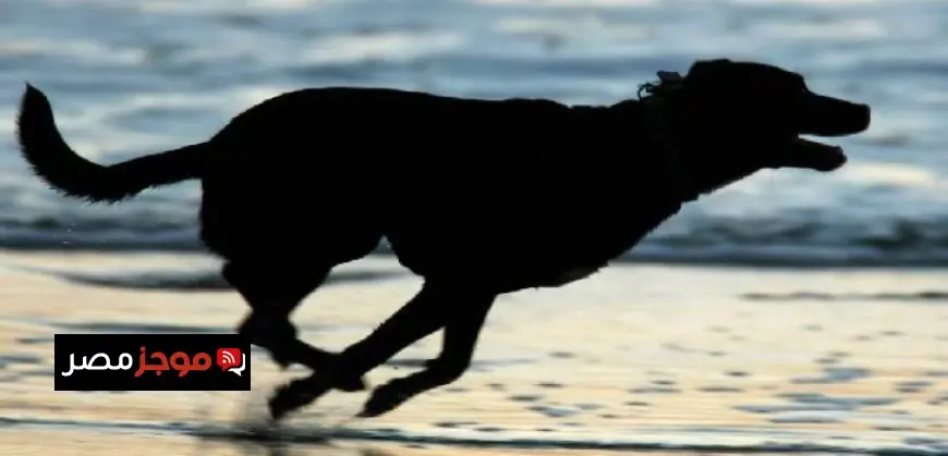 دراسة جديدة تكشف عن أقدم كلب معروف يعود تاريخه إلى 15800 عام