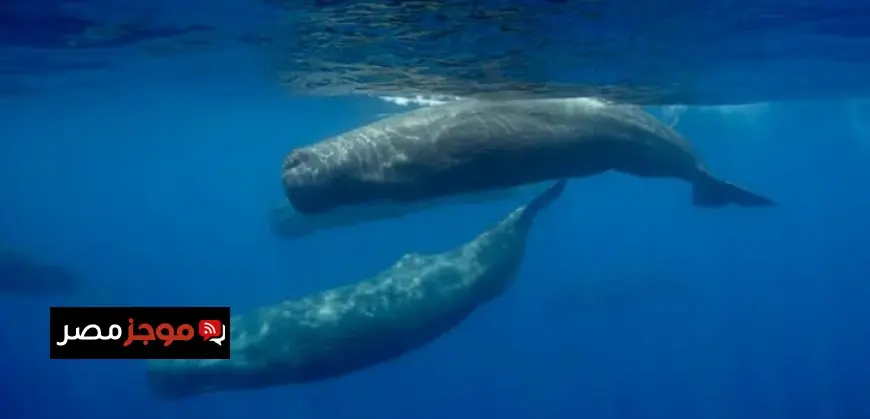 طائرات مسيرة تكشف لأول مرة سلوك نطح حيتان العنبر في المحيط