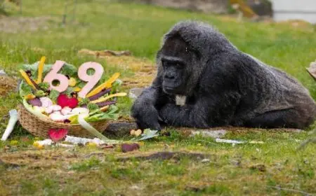 حديقة حيوانات ألمانية تحتفل بعيد ميلاد فاتو أكبر غوريلا مسنّة في العالم