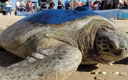 اكتشاف أقدم سلحفاة بحرية عملاقة تعود لعصر الديناصورات