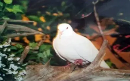 سيدات الأهلي تتأهل للنهائي في كأس مصر لكرة السلة بعد الفوز على الجزيرة 84-68