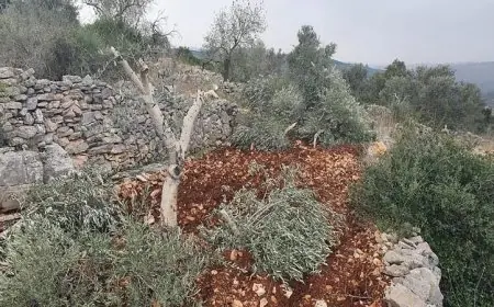 مستوطنون يعتدون على قريتي بيت أمرين واللبن في نابلس