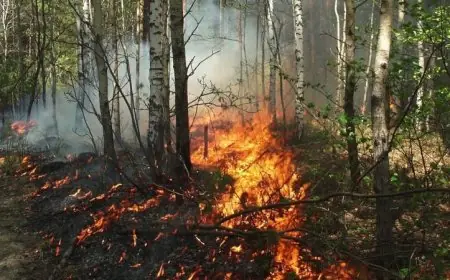 حرائق غابات في جورجيا تلتهم أكثر من 120 منزلا وتستمر في تهديد حياة السكان
