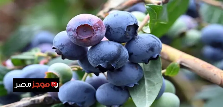 اكتشف فوائد التوت الأزرق الصحية لقلبك وهضمك مع جرعة يومية من السعادة