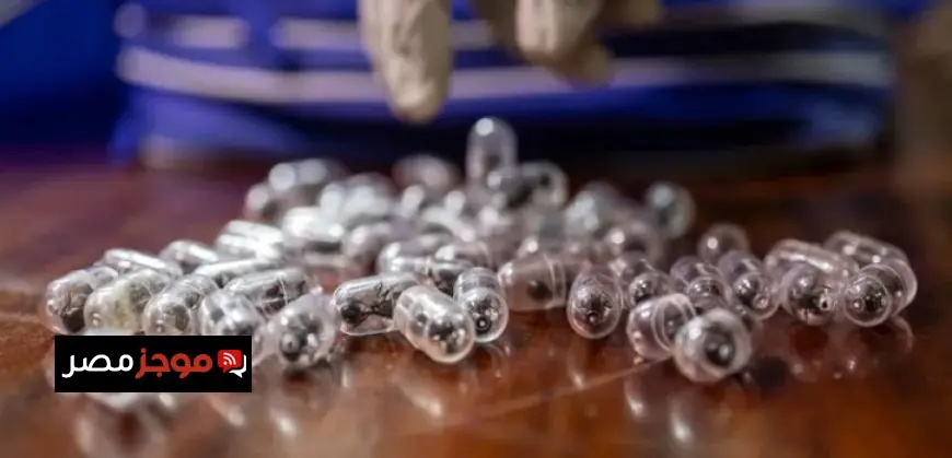 محكمة كينية تفرض السجن والغرامة على صيني حاول تهريب آلاف من النمل الثمين