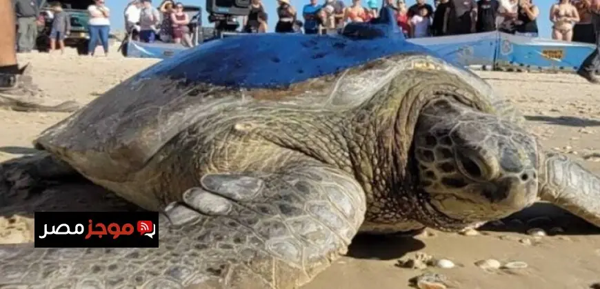 اكتشاف أقدم سلحفاة بحرية عملاقة تعود لعصر الديناصورات
