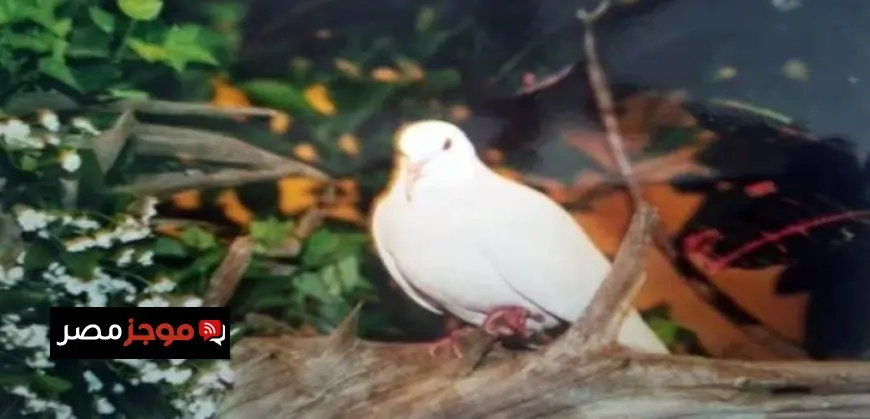 سيدات الأهلي تتأهل للنهائي في كأس مصر لكرة السلة بعد الفوز على الجزيرة 84-68