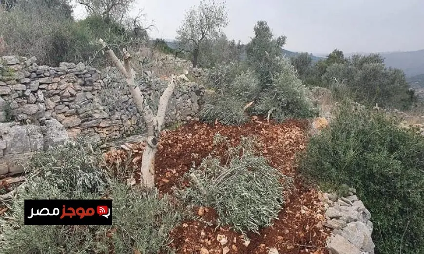 مستوطنون يعتدون على قريتي بيت أمرين واللبن في نابلس