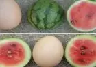 بطيخ صغير بحجم بيضة الدجاج ي revolutionize الزراعة الحديثة في أمريكا